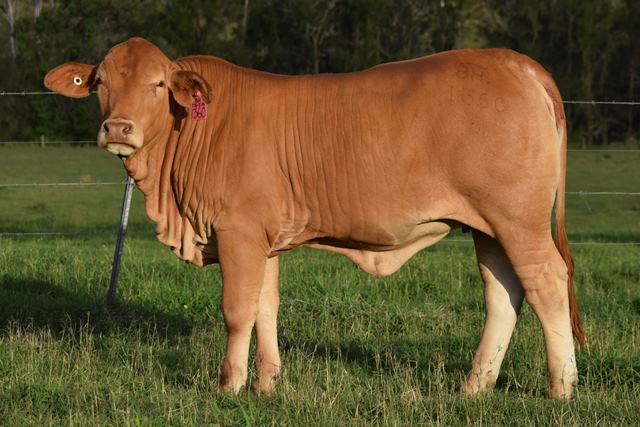 Bryvonlea Daneeca